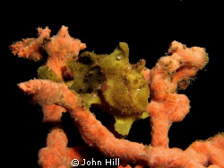 Painted frogfish perched for a days hunting.  I'm always ... by John Hill 